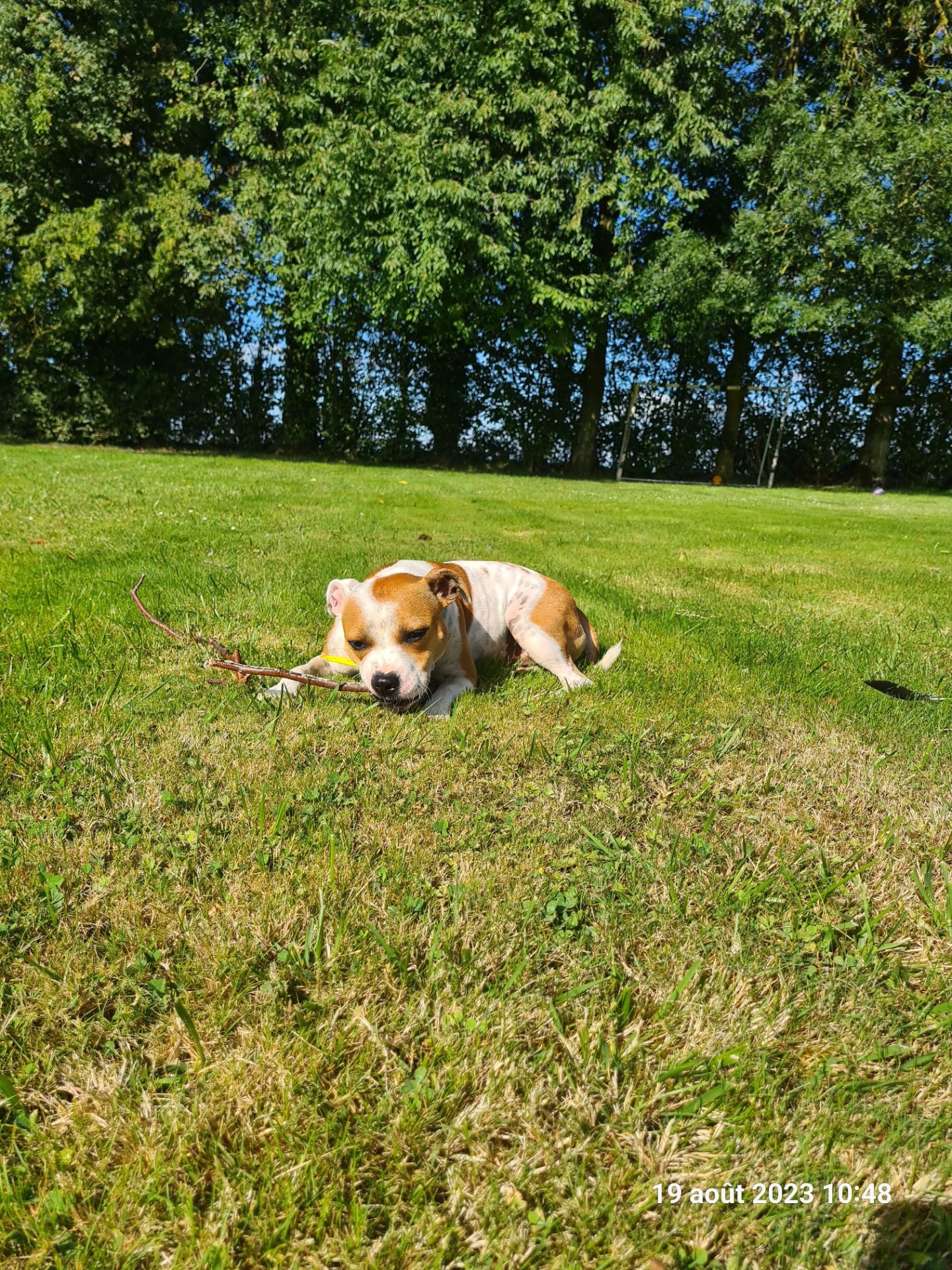 staffy's du grand nord