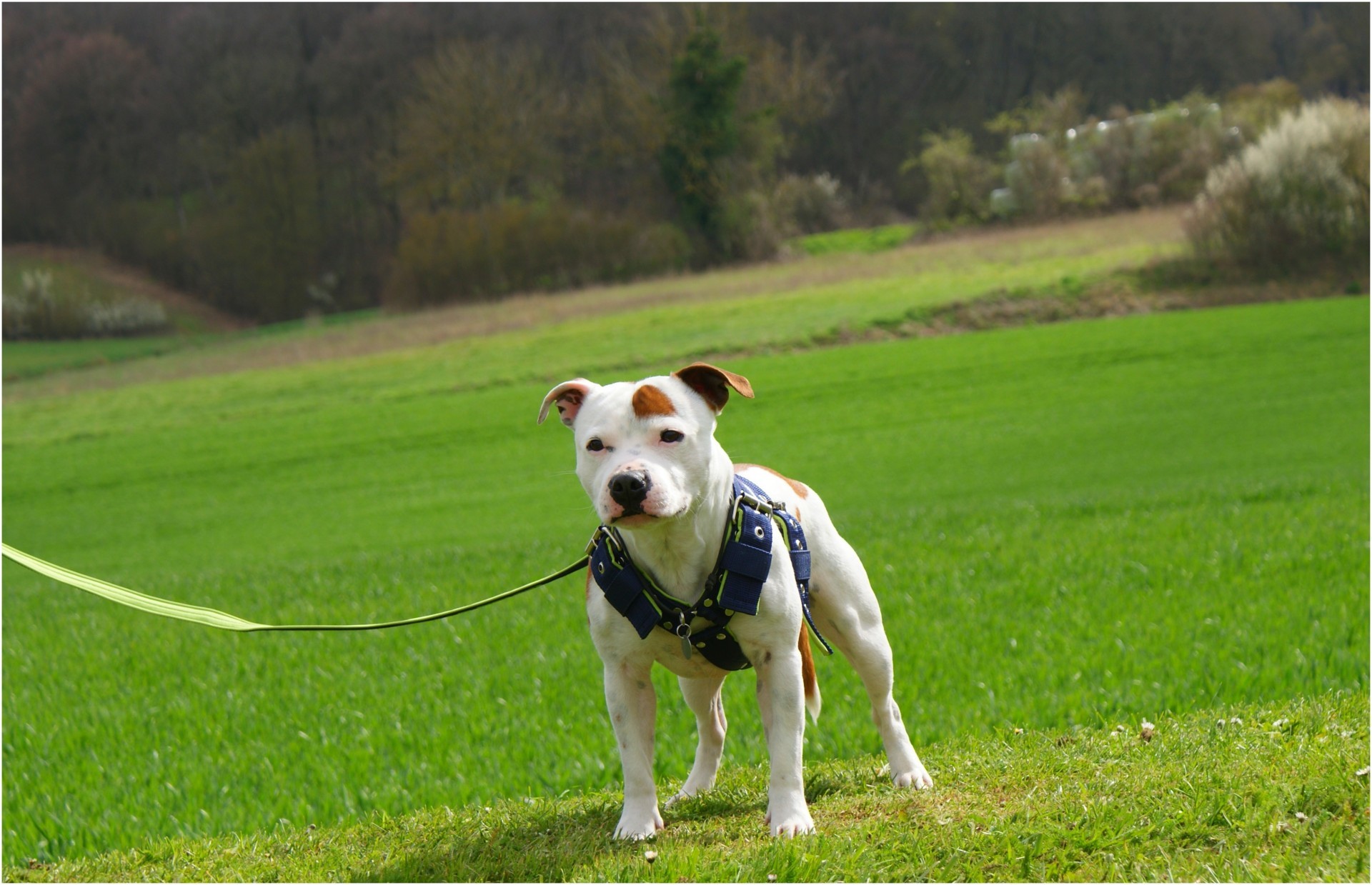 staffy's du grand nord