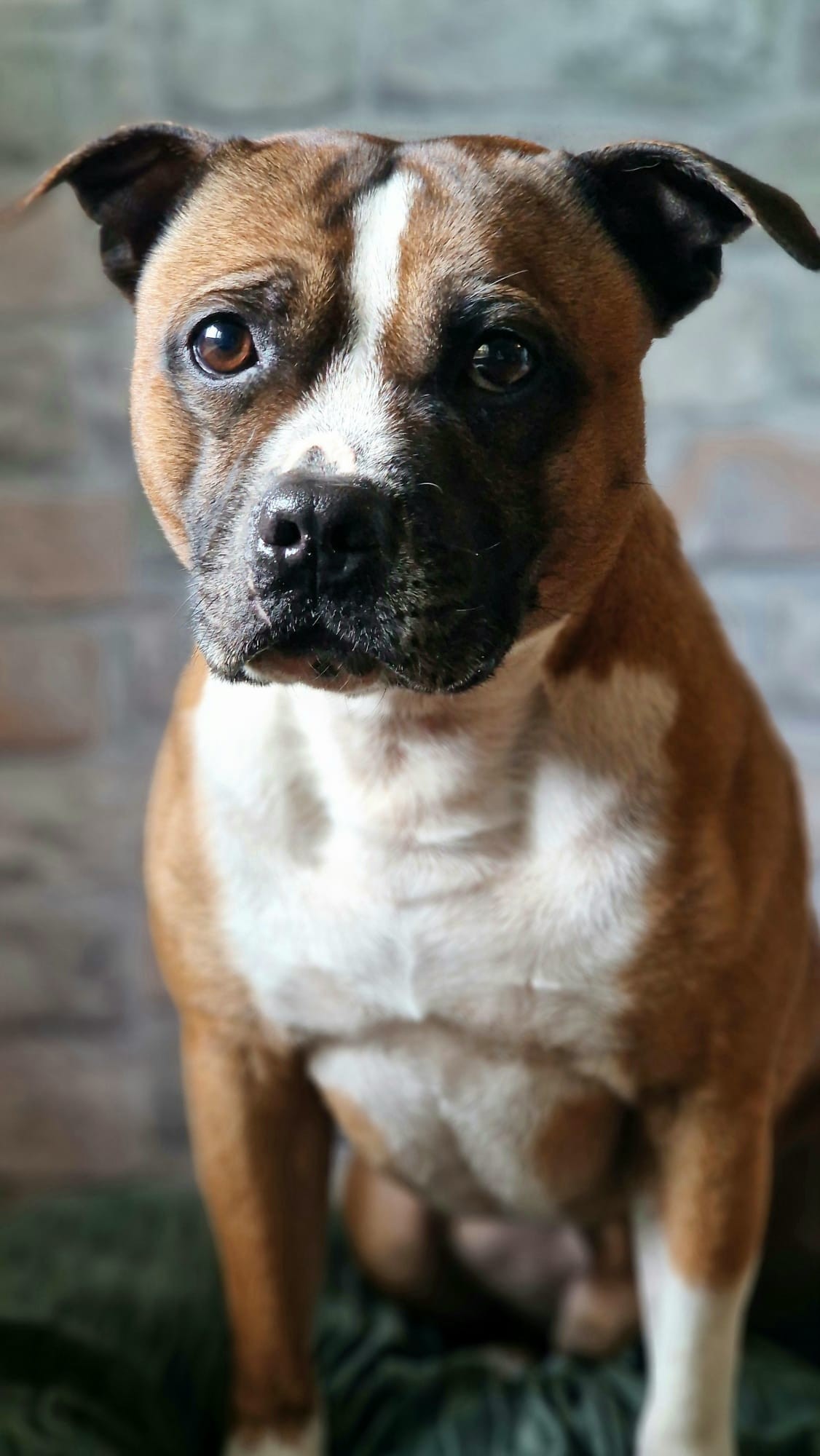 Staffordshire Bull terrier 