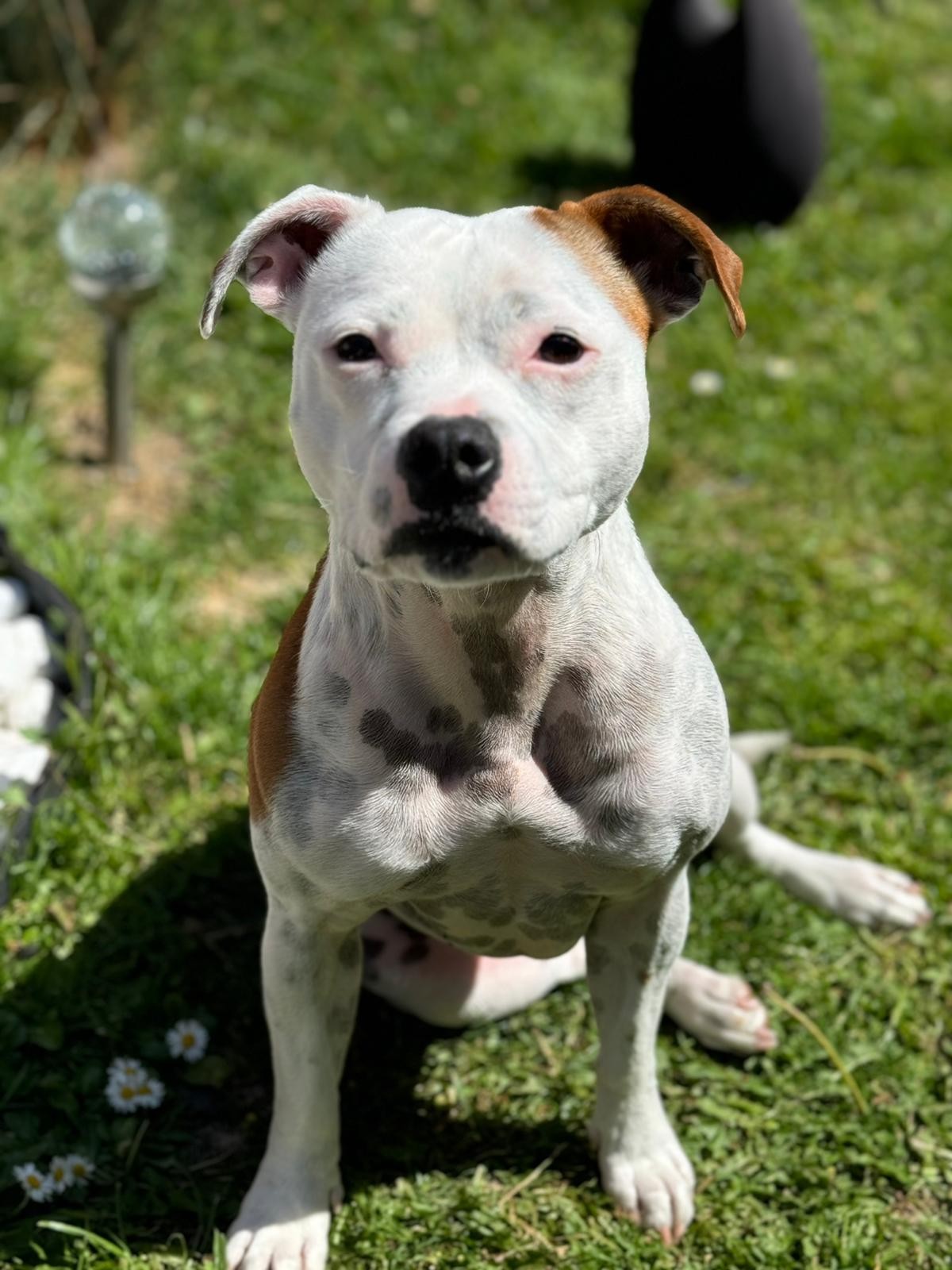 Staffordshire Bull terrier 