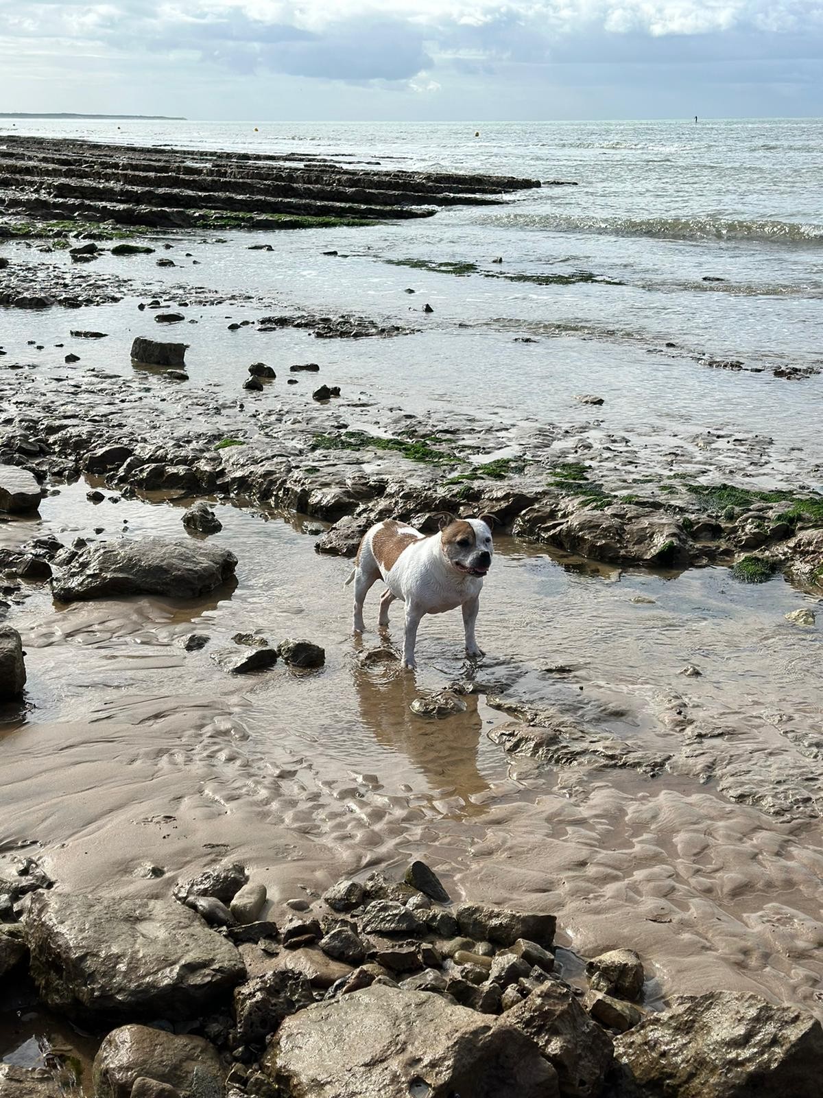 Staffordshire Bull terrier 