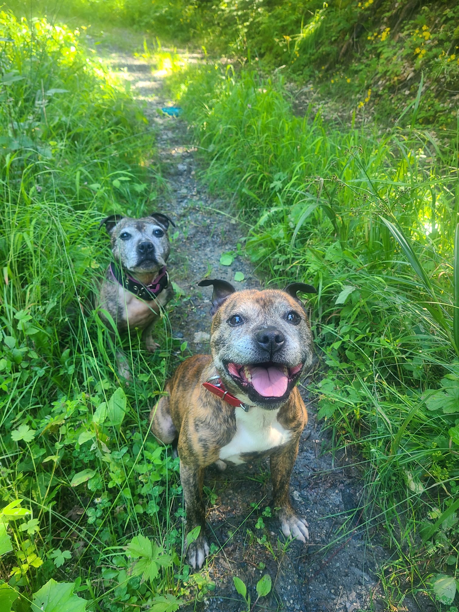 Staffordshire Bull terrier 