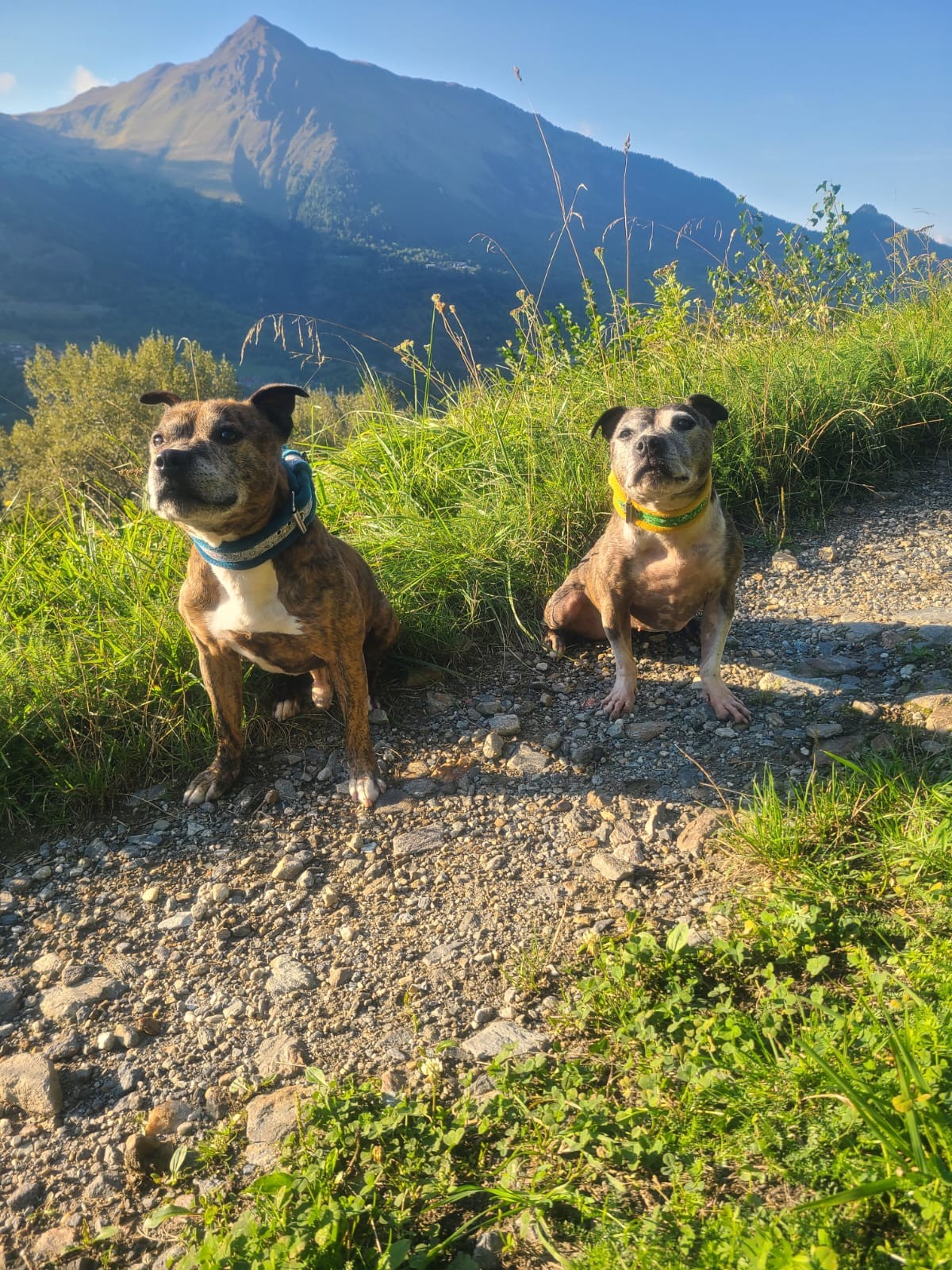 staffy's du grand nord