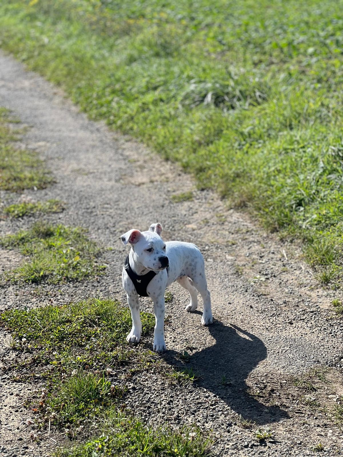 staffy's du grand nord