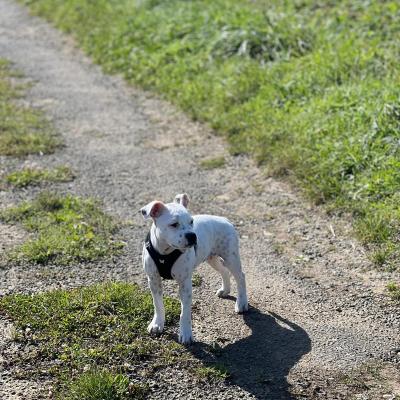 staffy's du grand nord