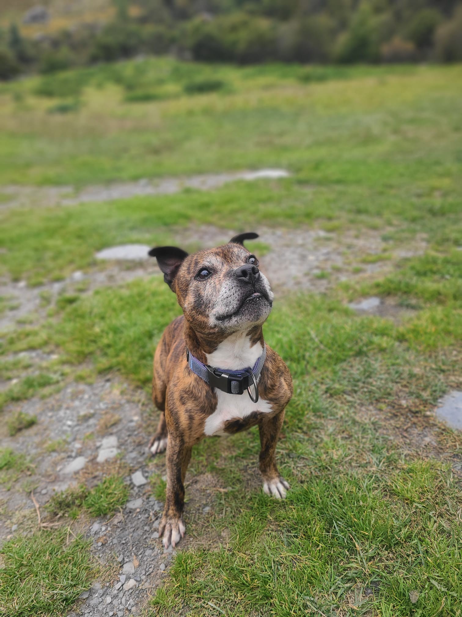 staffy's du grand nord