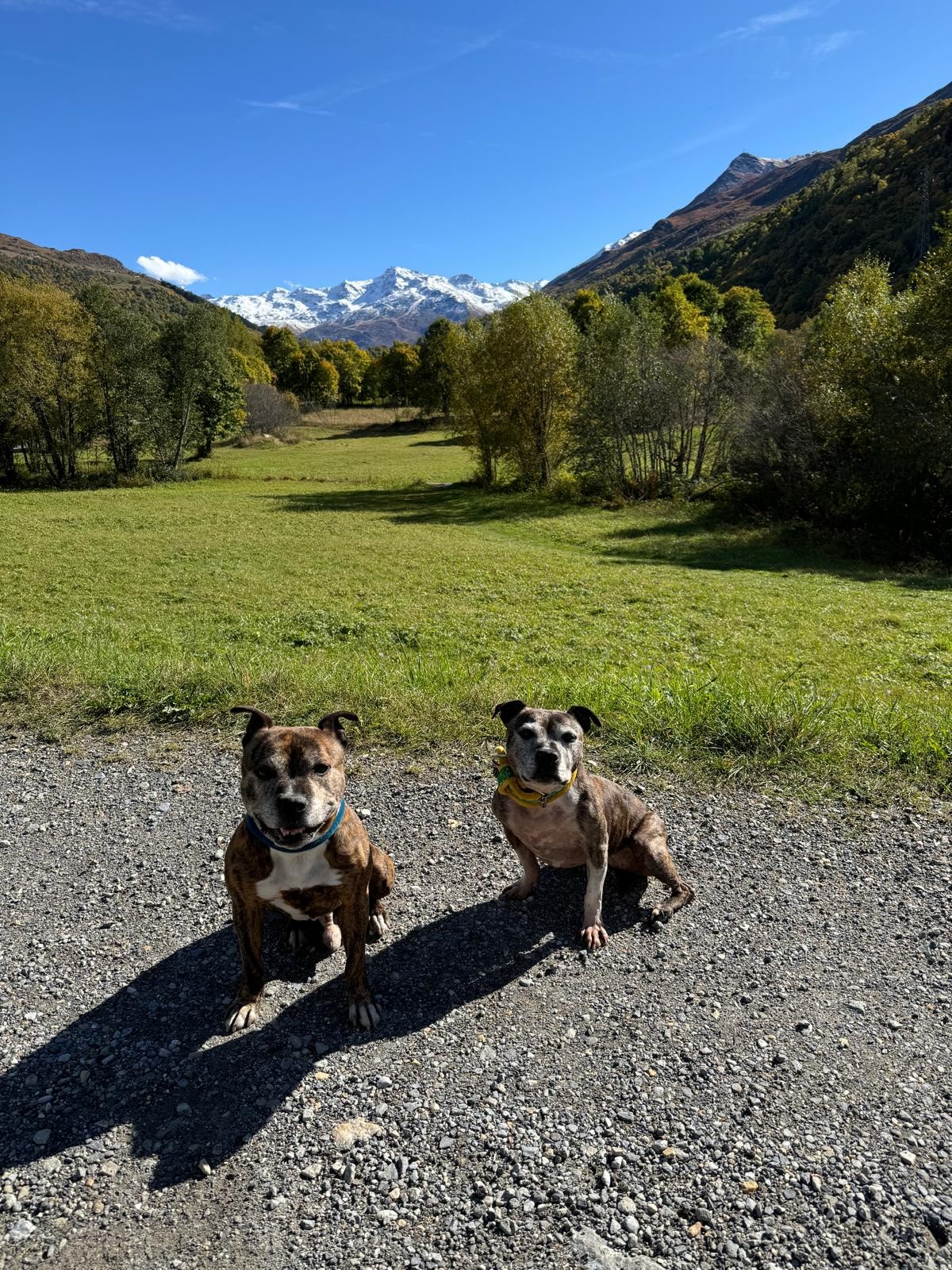 staffy's du grand nord